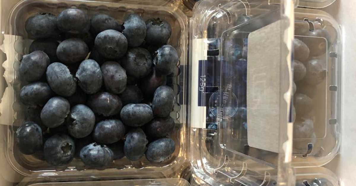 Blueberry season