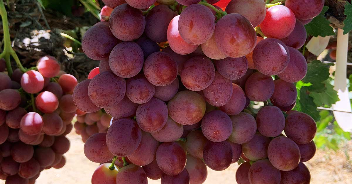 Californian Grapes