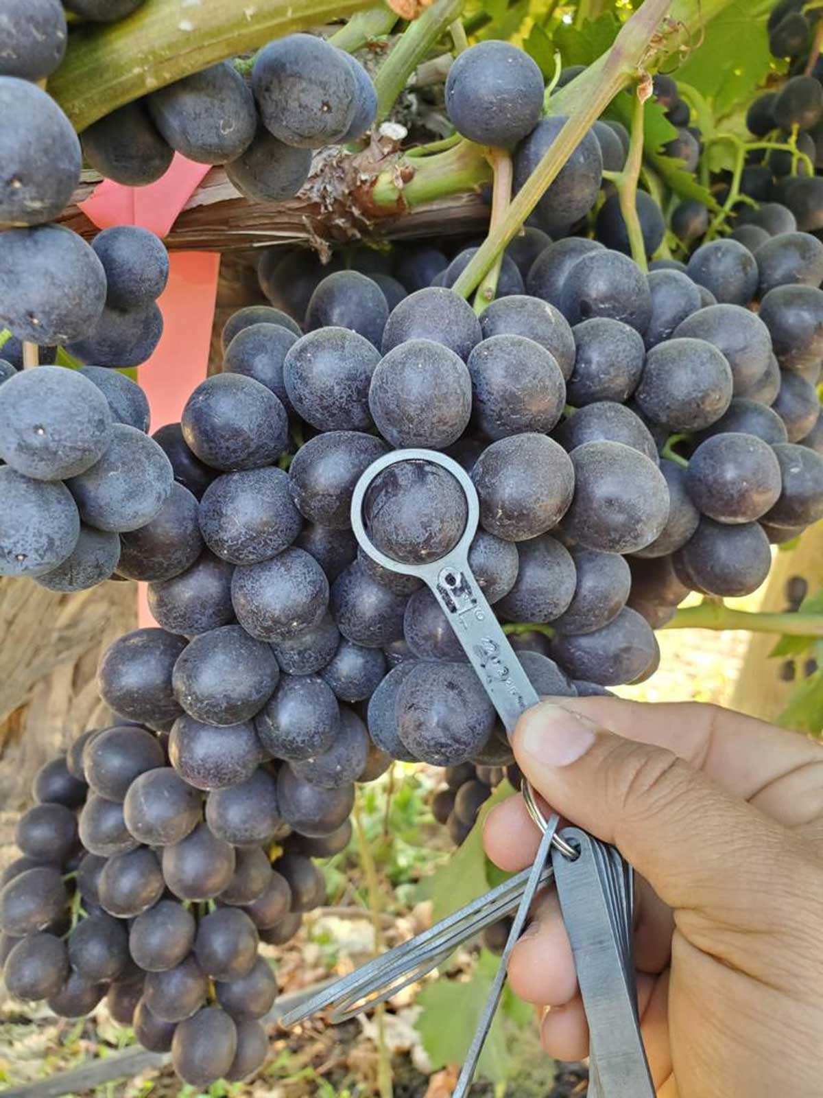 prueba