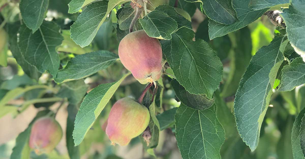 USA Apples